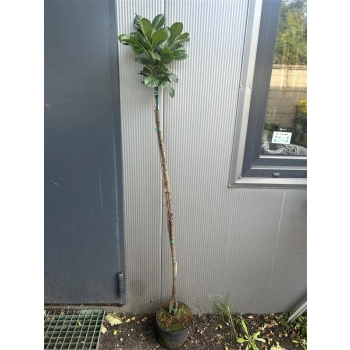 LAUROWIŚNIA SZCZEPIONA NA PNIU - sadzonki 130 / 160 cm